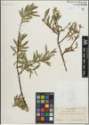 Foto von Salix lemmonii Bebb
